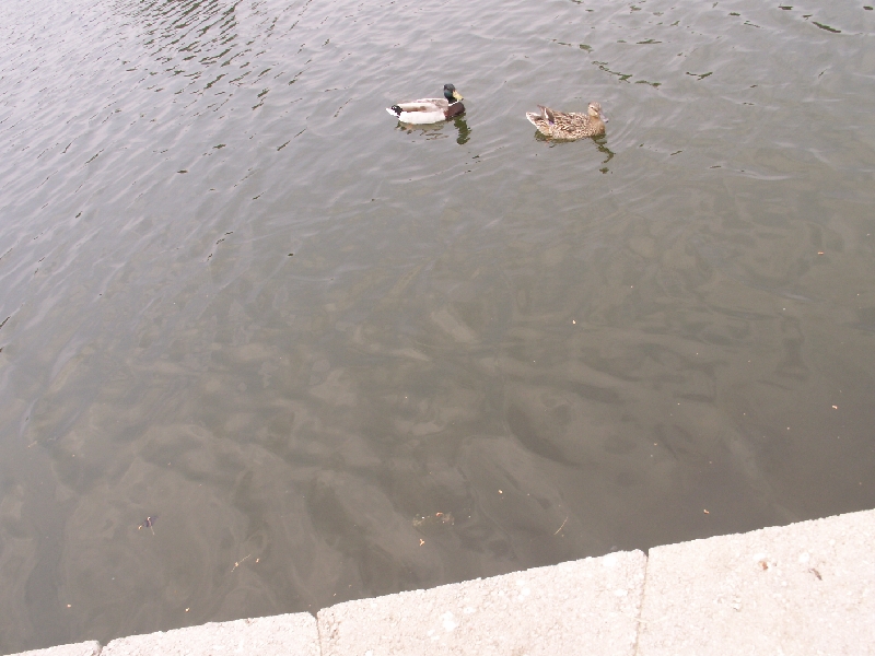 PICT0549.JPG