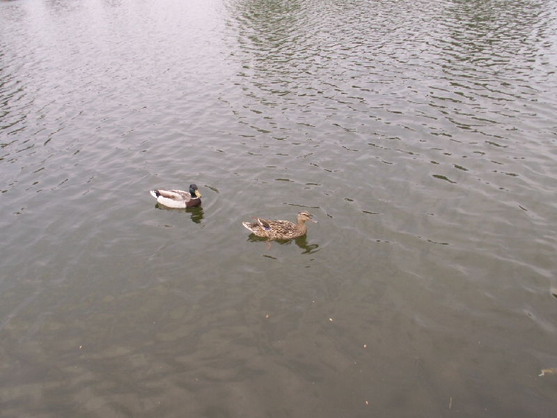 PICT0550.JPG